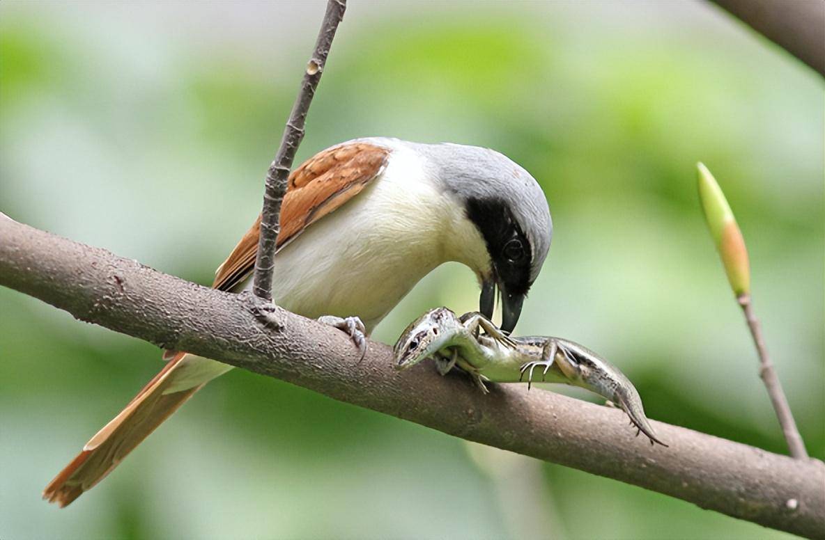 樹枝上掛滿了動物的屍體,罪魁禍首竟是隻小鳥!它為何?