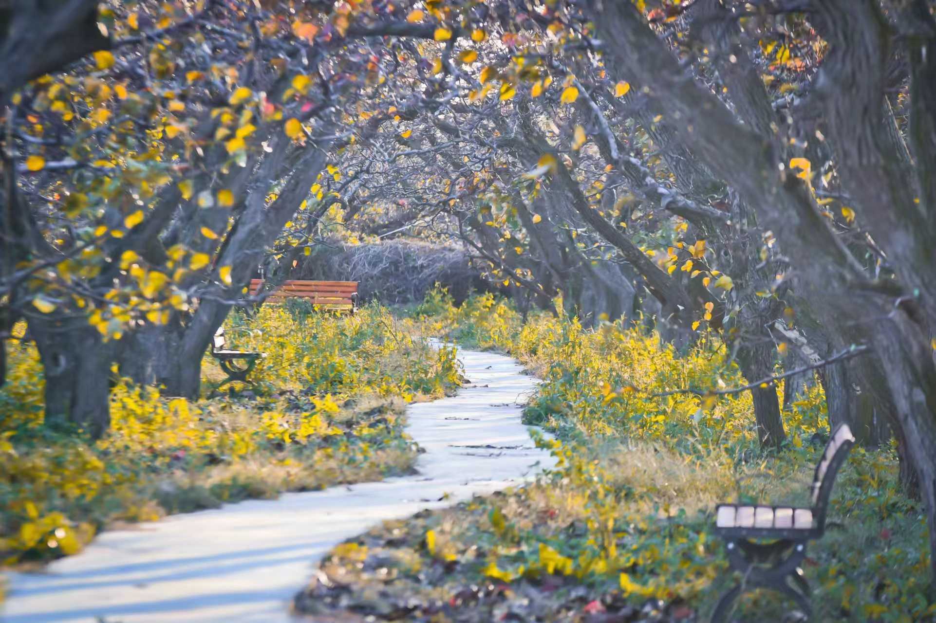 滨州市阳信县:秋染万亩梨园好风光_街道_时节_秋色
