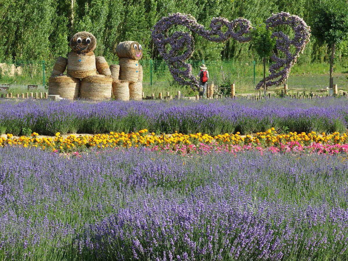 上海崇明薰衣草主题公园令人赞叹不已
