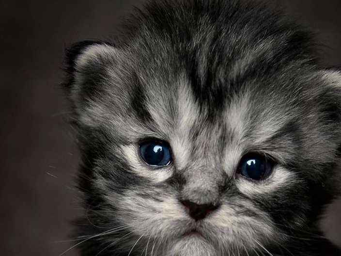 威严与可爱并存的缅因猫:威严起来是山中大王,可爱起来又萌死人_熊猫