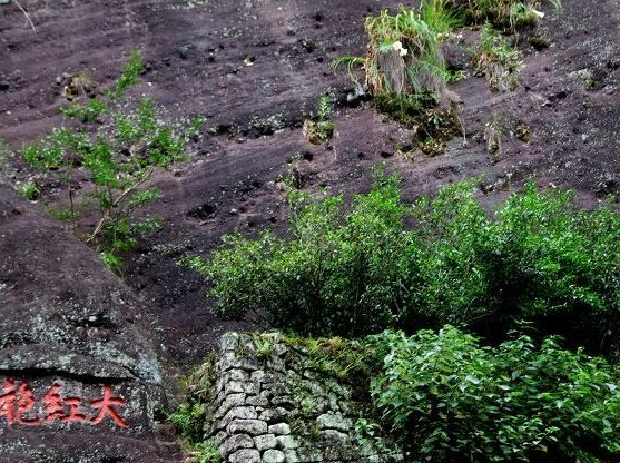 茶友最喜欢喝的8种茶,喝过5种以上才是真“茶友”!你喝过几种?(图8) 茶友最喜欢喝的8种茶,喝过5种以上才是真“茶友”!你喝过几种?(图8)