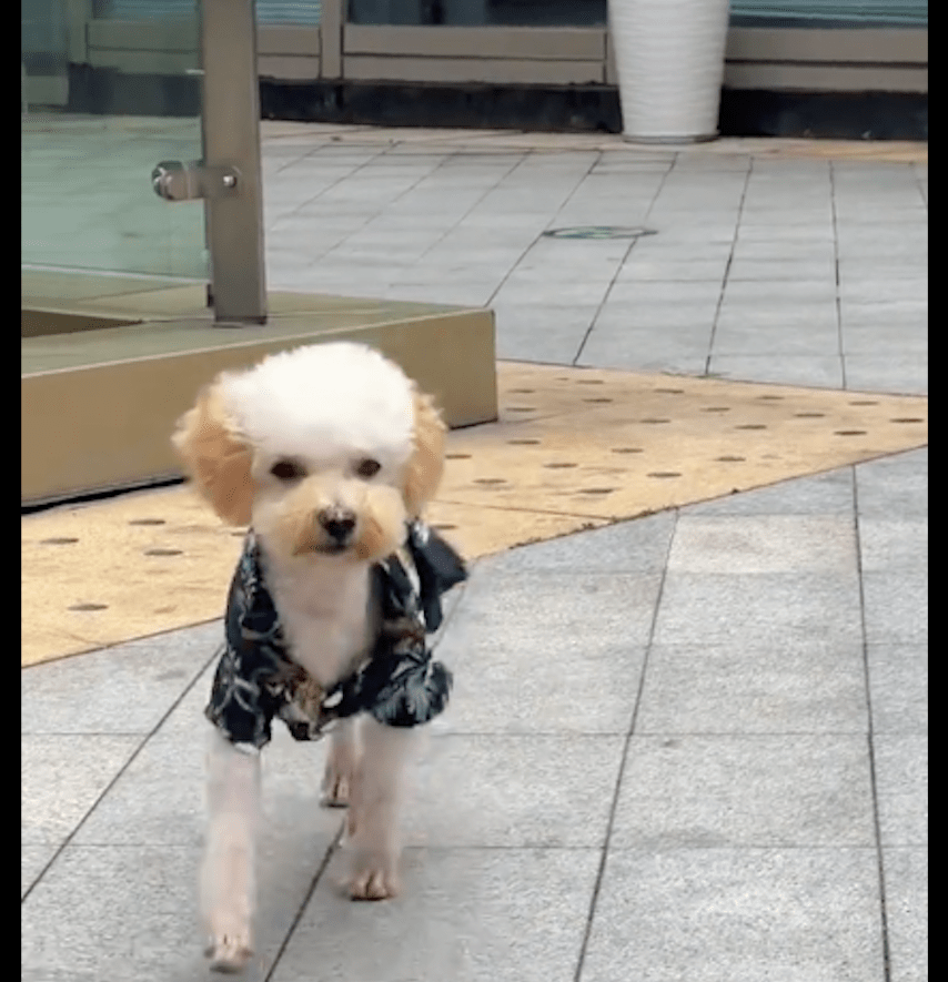 女生收养受伤流浪狗秒变公主,半年后却找到原主人,继续养还是该送回? 女生收养受伤流浪狗秒变公主,半年后却找到原主人,继续养还是该送回?