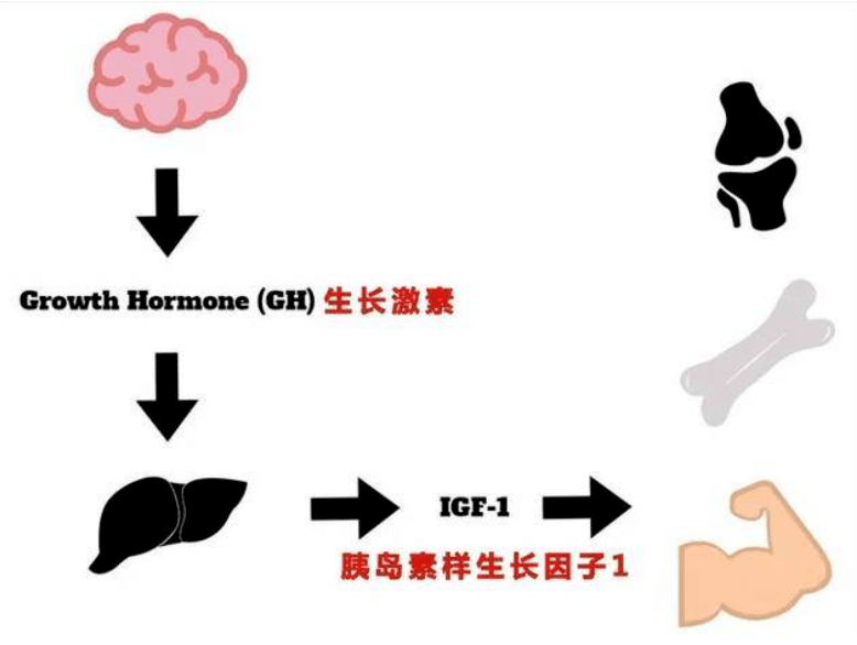 我们要为了让娃的身体分泌更多的生长激素,就要刻意的让他们去饿