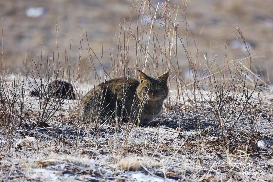 四川黑水发现“草猞猁”，耳朵长有天线，冬季会进村盗食家禽(图8)
