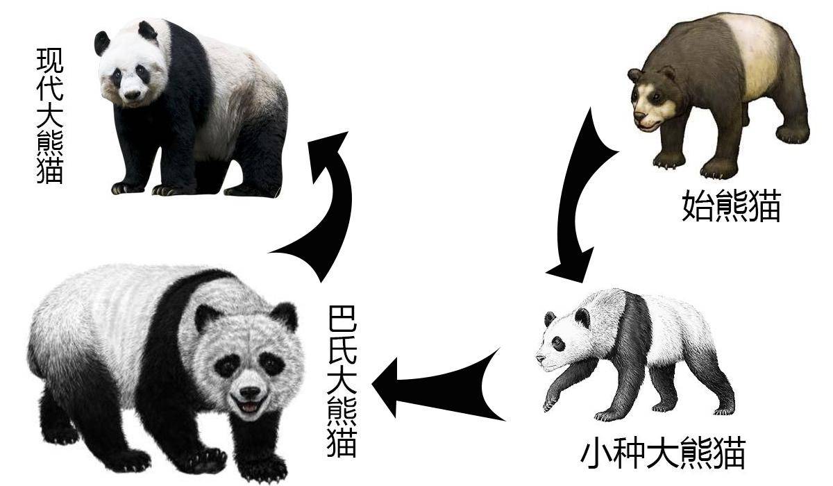 西安一野生大熊猫被一个人就吓跑了，为什么多数动物胆子都很小？(图2)