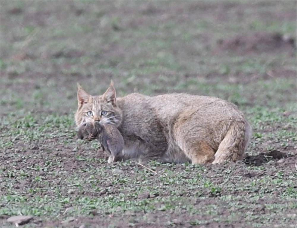 四川黑水发现“草猞猁”，耳朵长有天线，冬季会进村盗食家禽(图7)