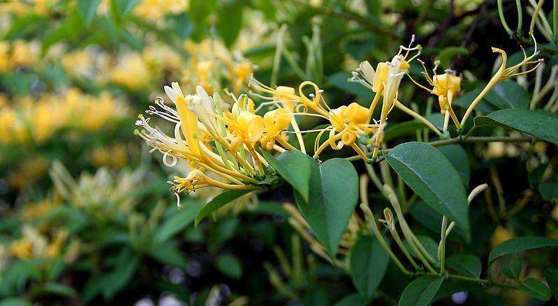 咖啡绿茶马黛茶中的绿原酸含量比较