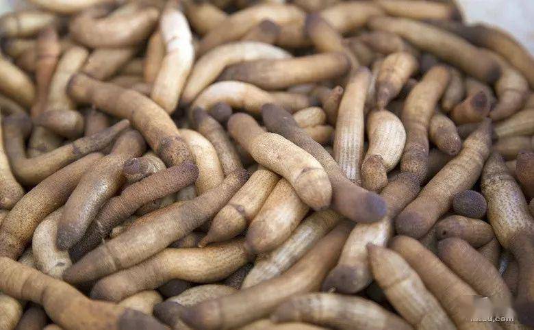 土笋在东南沿海又叫海丁或泥钉,长约6-10厘米,体表灰褐色或浅黄褐色