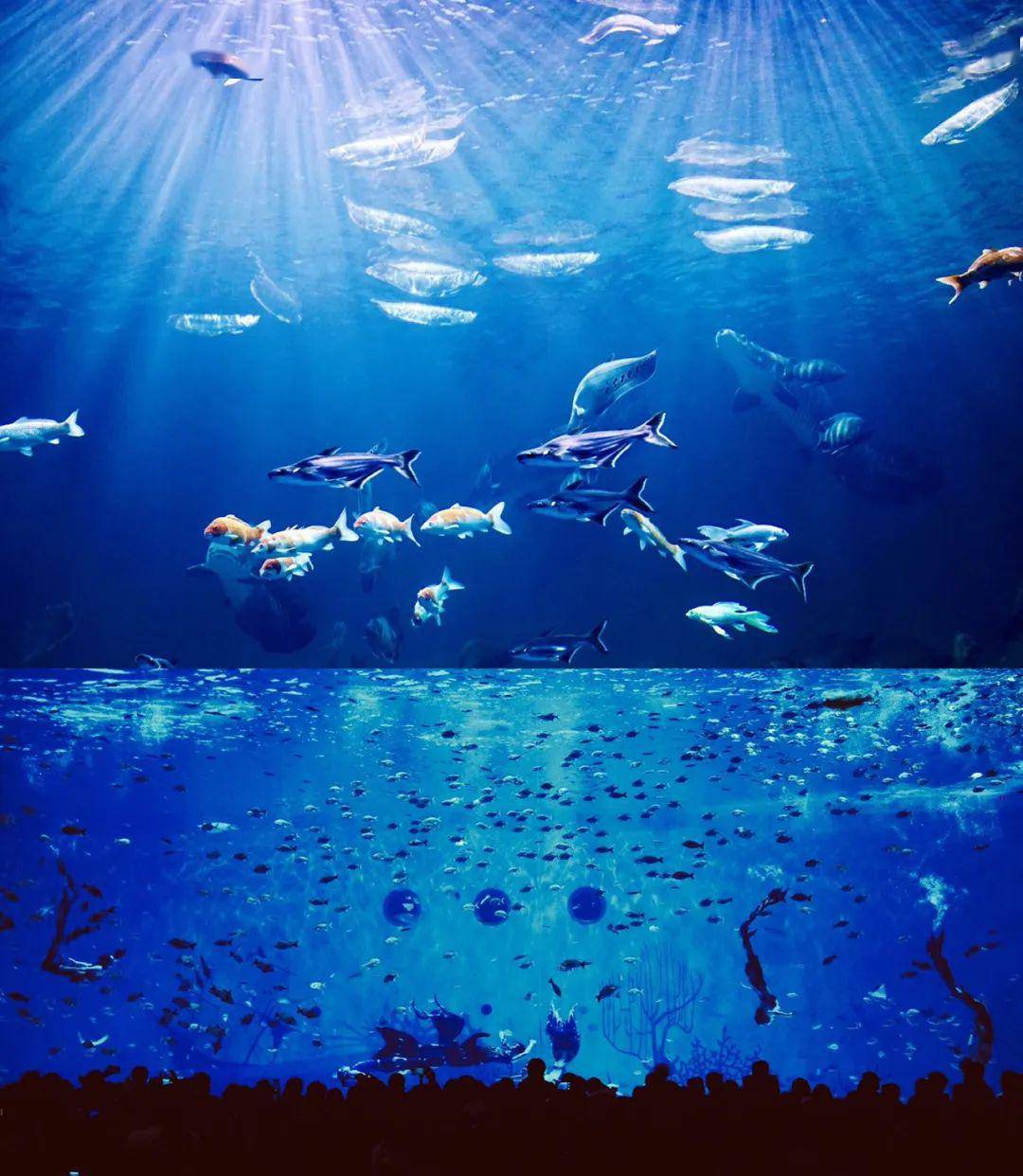 梦幻拍照地「上海海昌海洋公园」本周全面恢复开放!