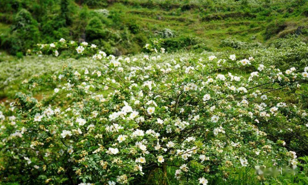 【盘州旅游】一片白色的刺梨花,开满了山谷