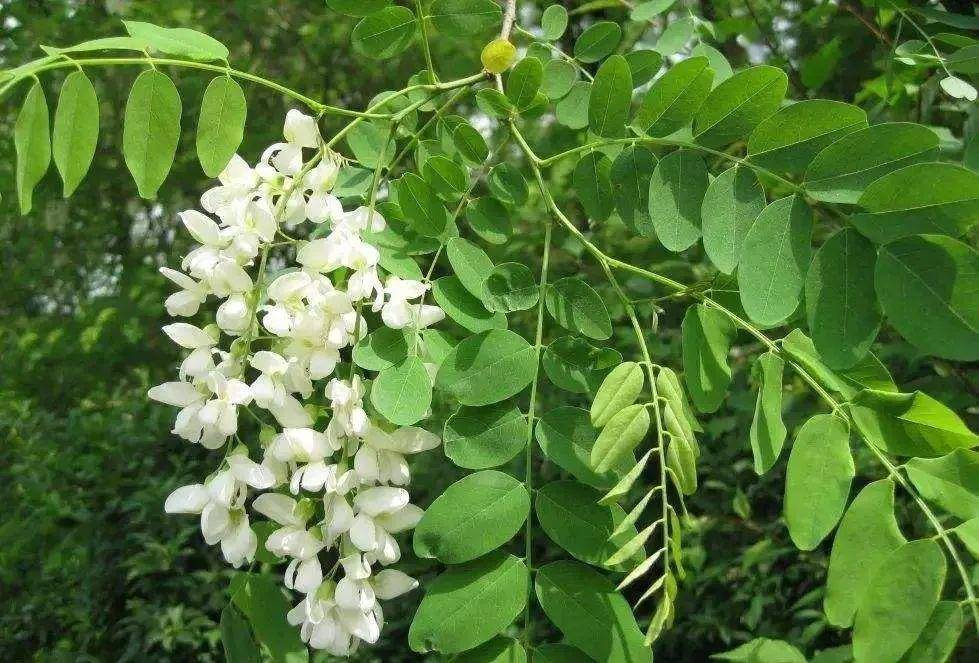 槐花美花蜜香涝川的10万亩槐花终于开啦快来抓住今年的最后一缕槐花香