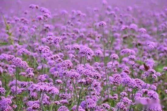 夏日的成都当然不止蓝花楹,前段时间的七里香也是火遍了小红书等社交