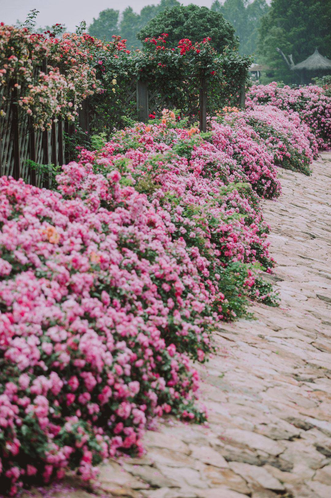 粉色安吉拉,为爱加冕!文末福利~_蔷薇