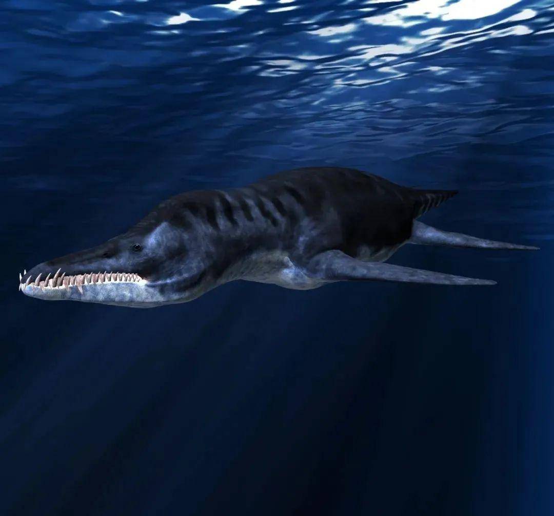 大自然侏罗纪海洋中无可辩驳的超级霸主滑齿龙