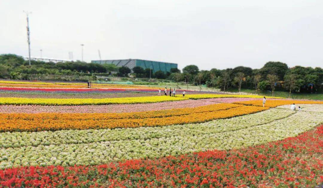 大沙街坊:黄埔体育馆旁的这片花海你打卡了吗?周末走起
