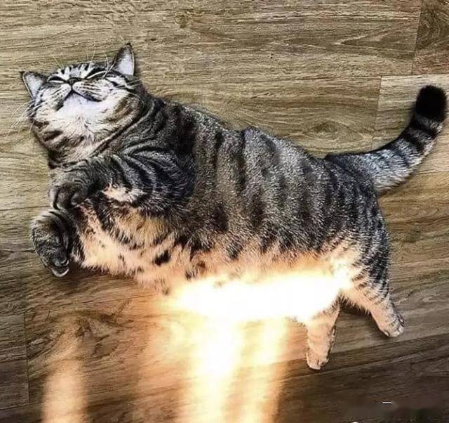 沙雕猫片看完法力无边