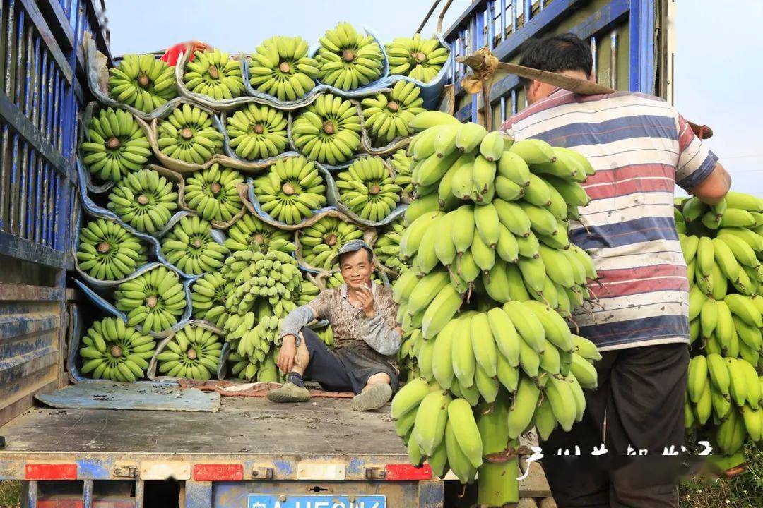 【助农】花都50亩粉蕉大丰收!想吃的快进来看看