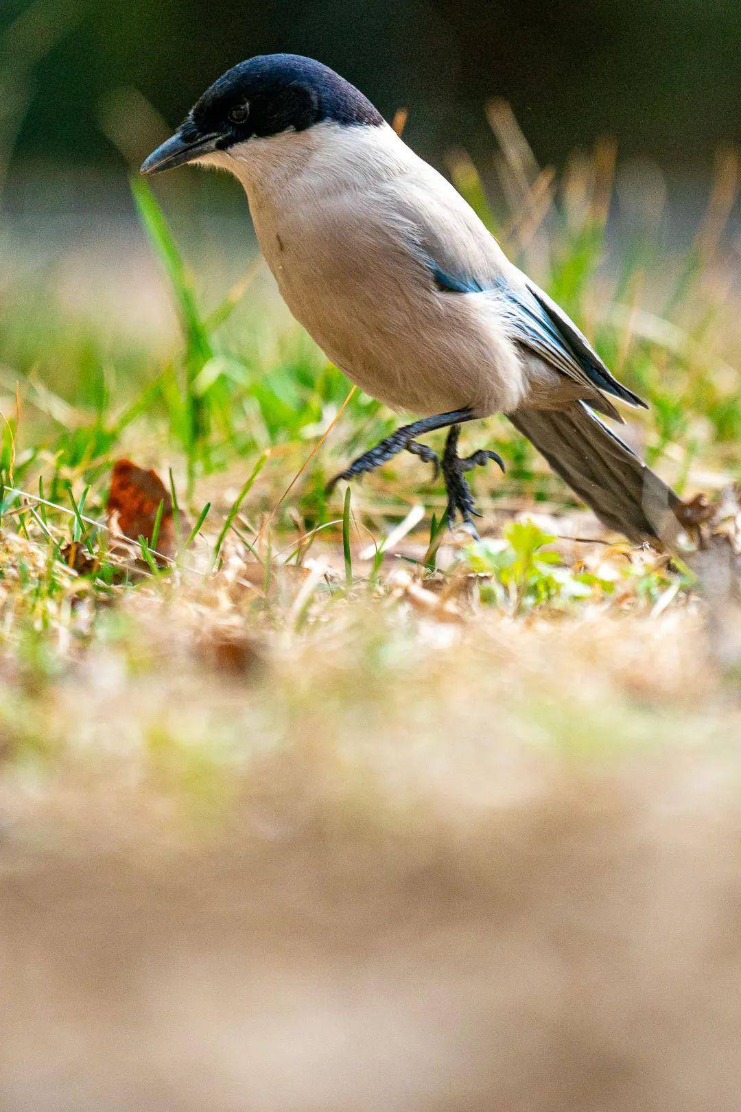 超萌人大校园里的动物小可爱