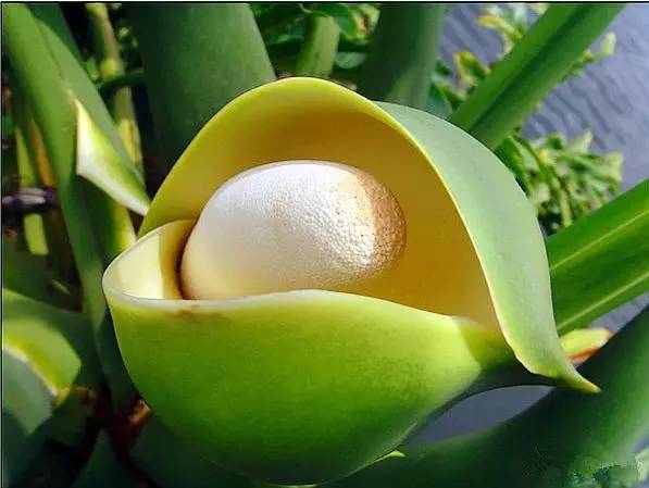 带你识花龟背竹