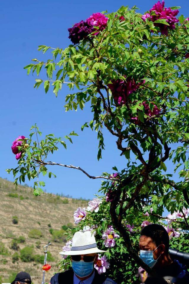 距兰州不远临洮曹家坪 紫斑高枝牡丹繁花盛景 倾倒众多游客