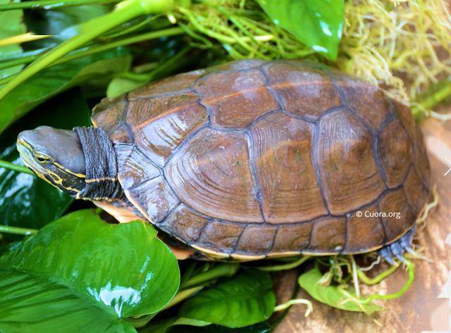 闭壳龟的种类图片图片