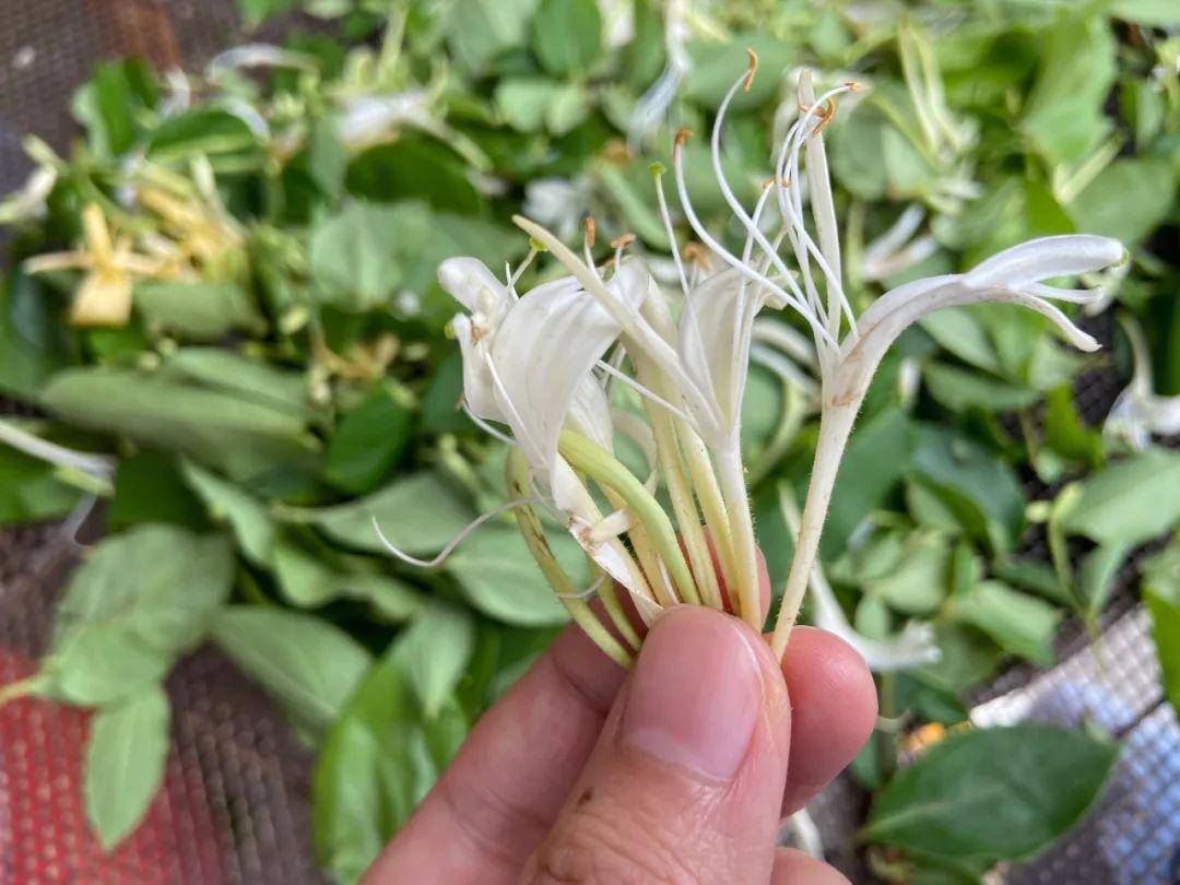 东阳这种野花,好多人上山摘_金银花