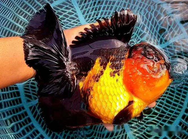 高品质原装泰狮泰寿到店,微拍堂,抖音不定期直播中,欢迎关注!