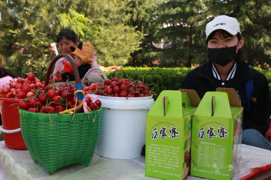 在厉家寨樱桃园这边, 樱桃树上幸好没有裂果, 但是地上有一层落果,树