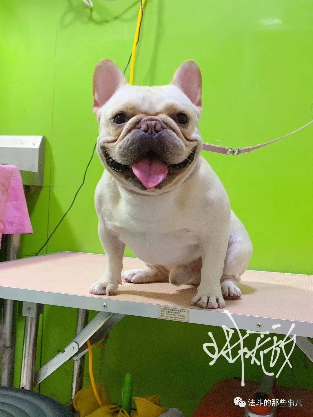 据说,法斗的名字能反映出犬主···-搜狐大视野-搜狐新闻