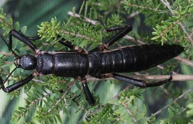 地球最稀有的竹节虫,不会飞,头像蝗虫,腿像螳螂,曾消失80年
