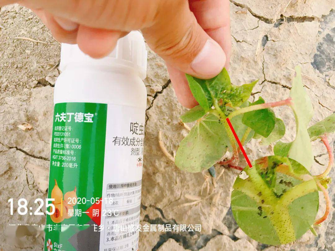 德宝杀蚜记之——棉花蚜虫篇