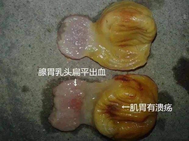 养殖技术丨学解剖认识鸡的消化道