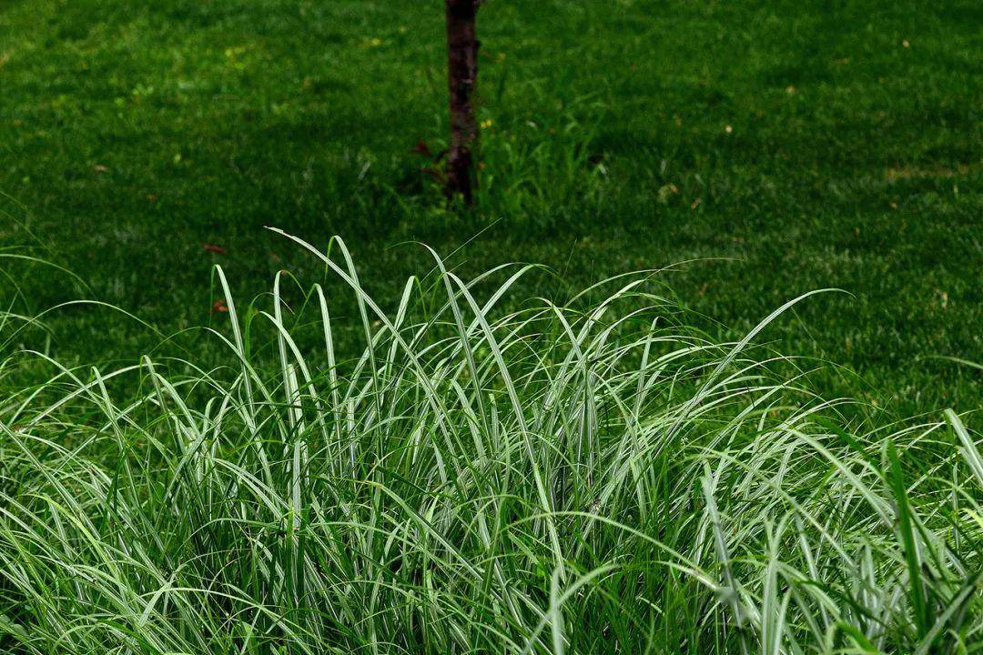 谓之靡草,则至阴之所生也,故不胜至阳而死.