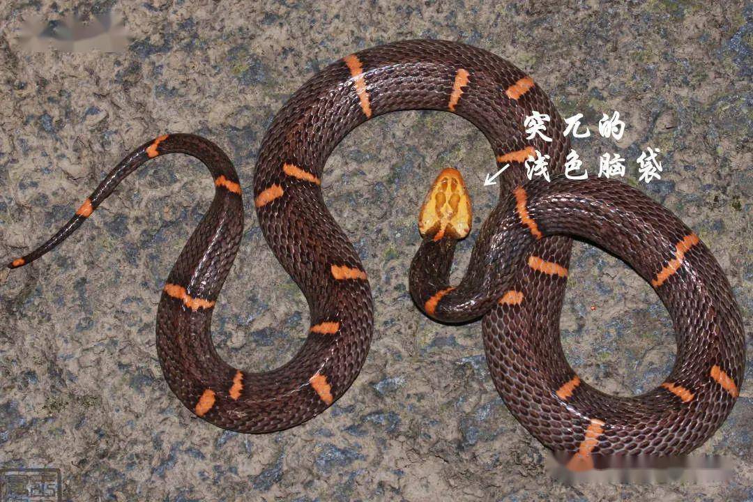 野外实用技巧浙江毒蛇简单分辨上