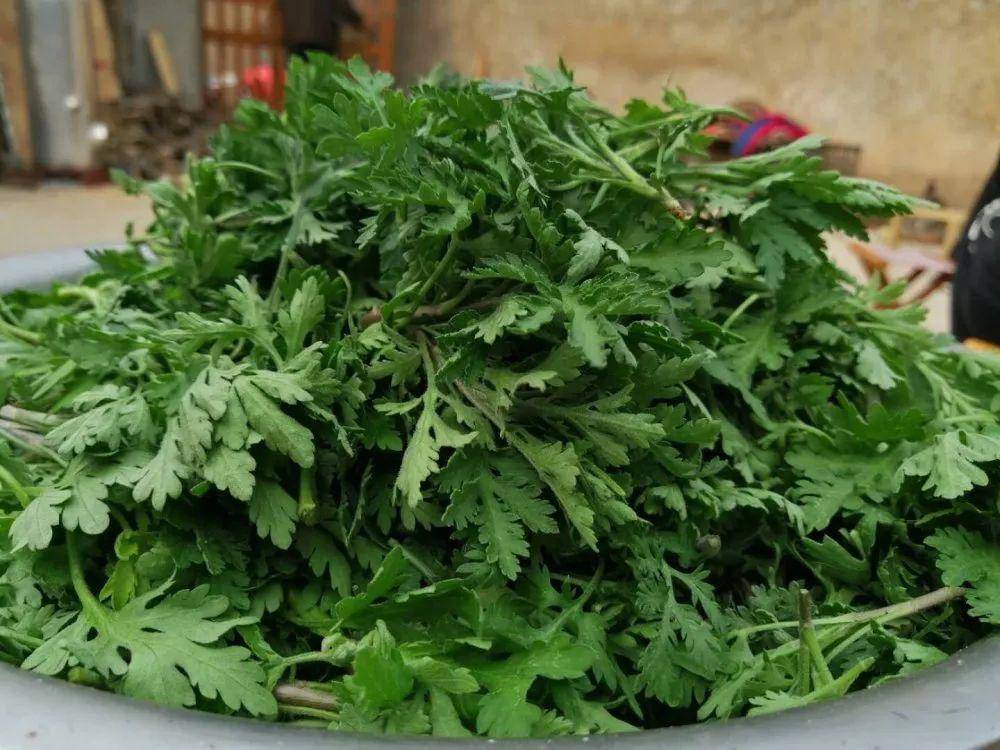 小满食野菜,来五彩山村品尝不一样的口味