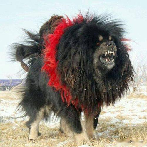 小编觉得,狗狗本来就是喜欢咬人的动物,更何况是藏獒呢,所以大家千万