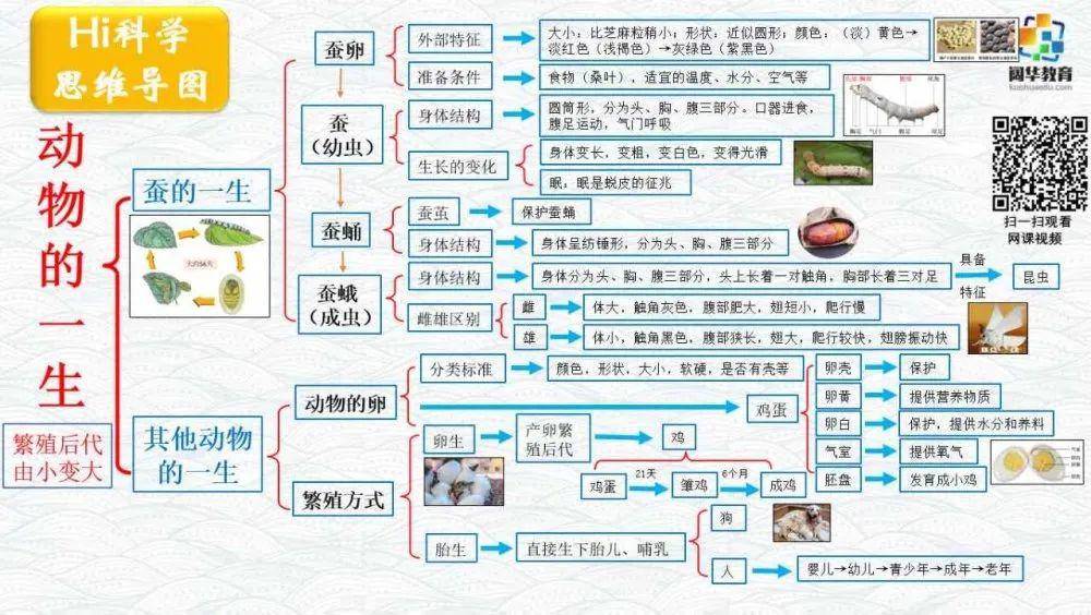 教科版小学科学三年级下第二单元复习测试
