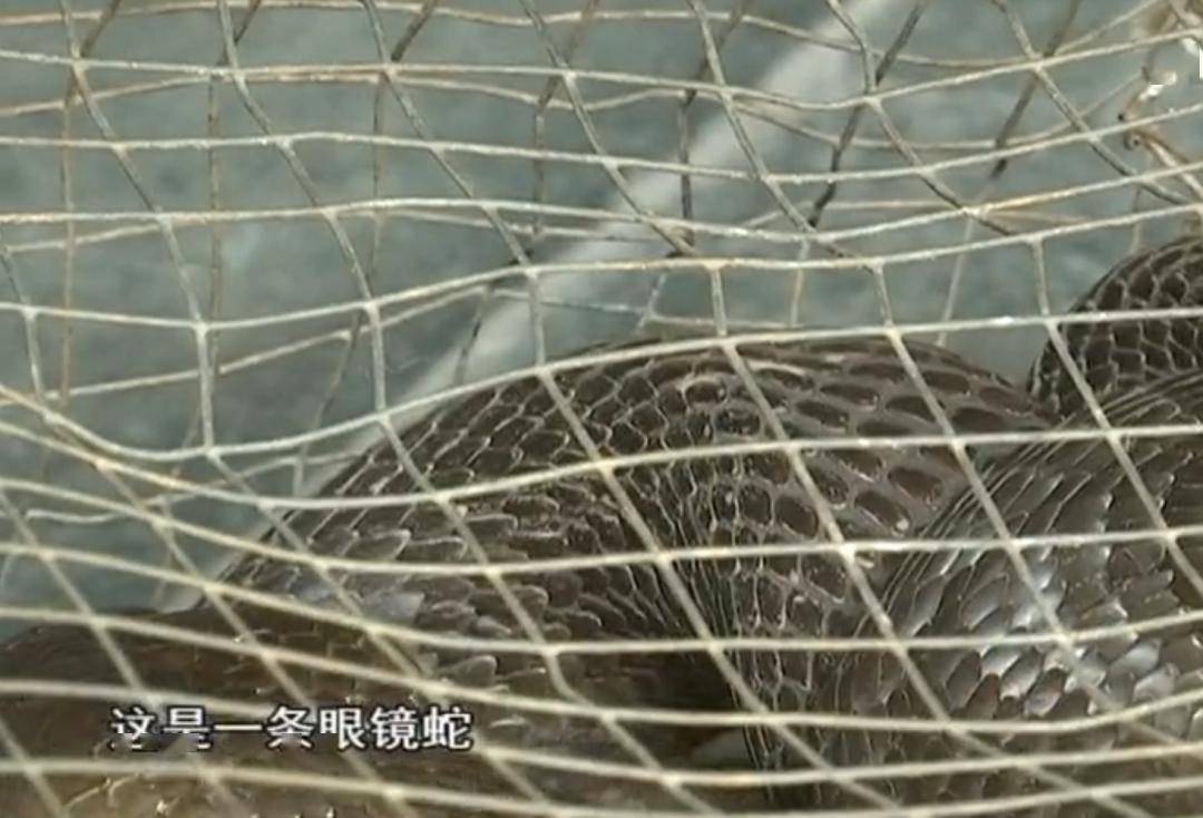 1米多长广州一小区抓到剧毒眼镜蛇这些毒蛇的知识你要知
