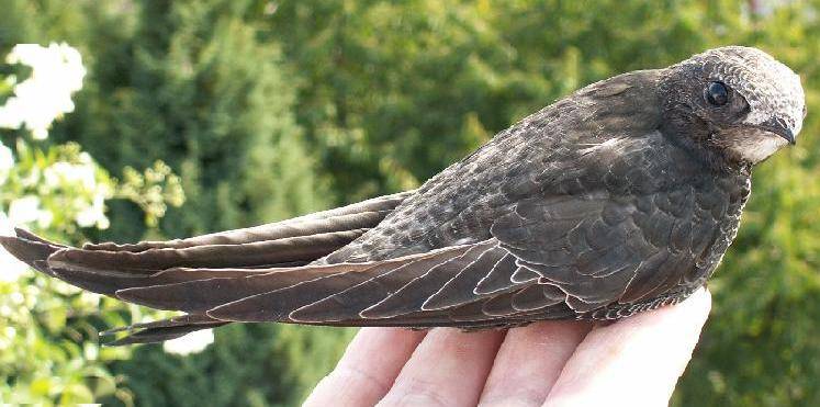 为什么不建议您自行救护一只雨燕?