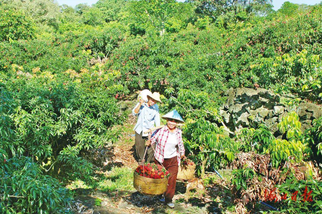 一种天然好滋味,海口火山荔枝甜!
