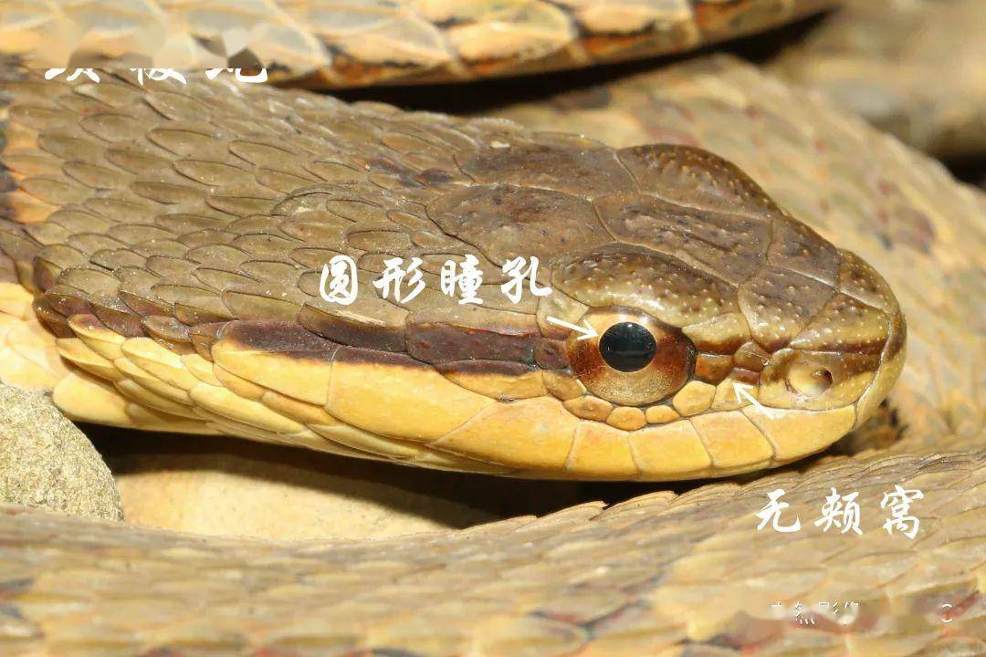 颈棱蛇(无毒:宽扁的体型,无白眉,封闭的不规则斑,无颊窝.