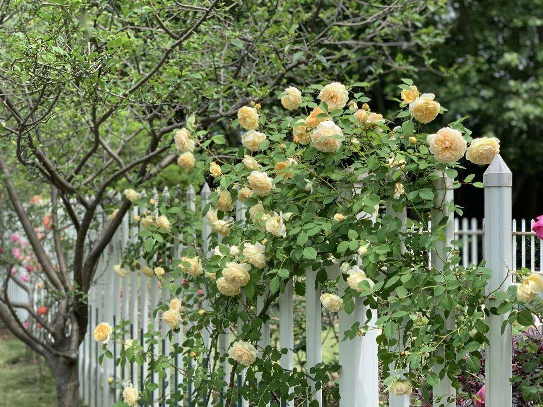 復興公園 玫瑰園 ·薔薇拱門植物小百科