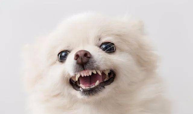宠物养护知识:我家狗狗老是张嘴露牙齿,不知道高兴还是愤怒?