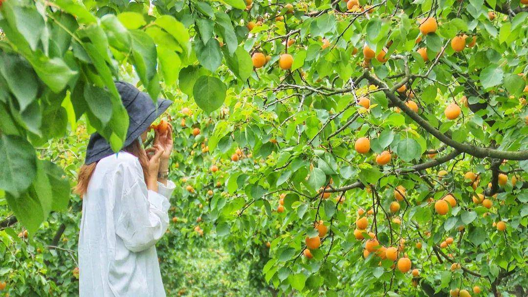 静姐喊你去摘果子啦!_手机搜狐网