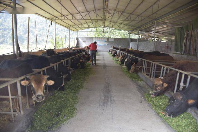 这是规模化养殖的环江香牛.(谭峰摄)