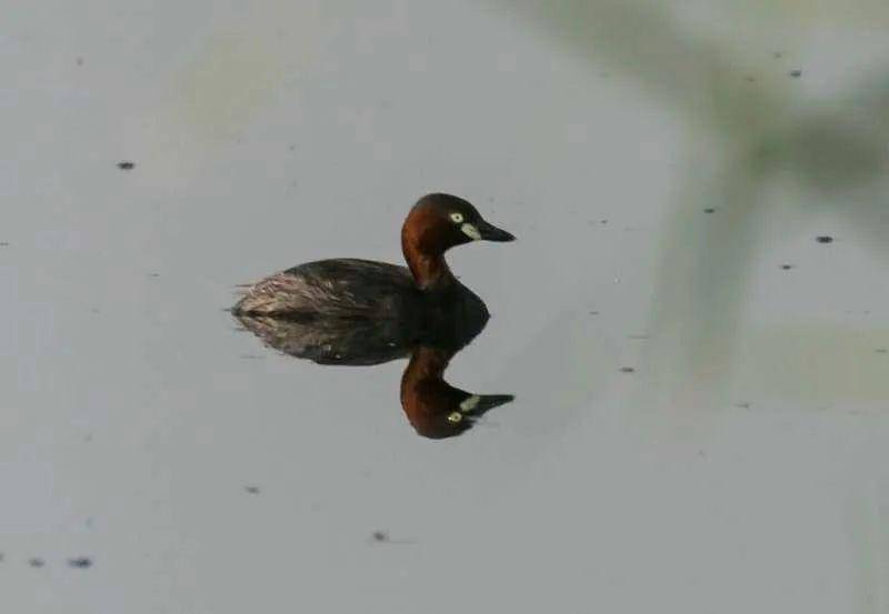 记录5月20日拍到小鸊鷉孵化的点滴