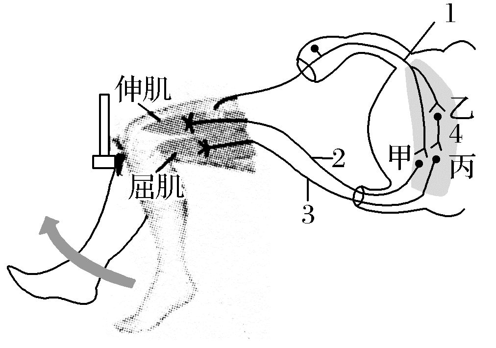 如图为膝跳反射的反射弧,甲,乙,丙为突触.