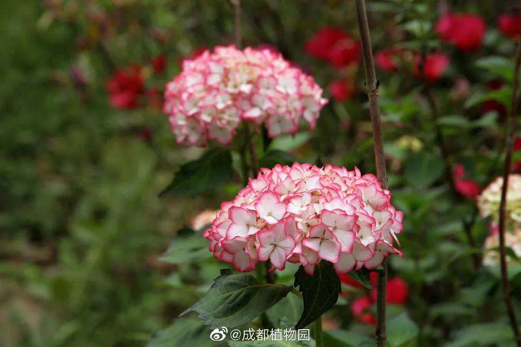 天台山藏在树林下的绣球花海夏日天台山的浪漫可远不止看萤火虫这里还