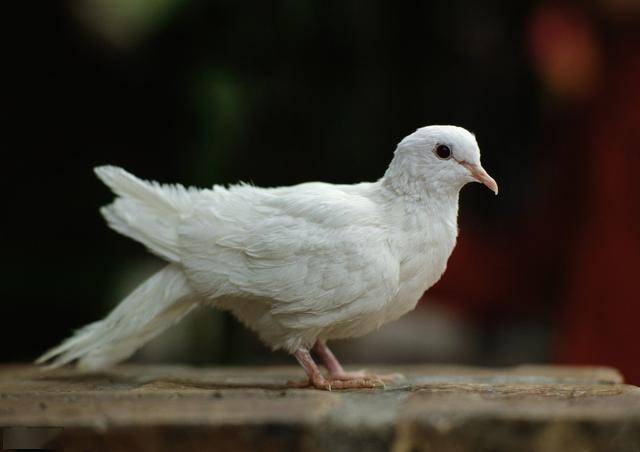 贫困村飞出金鸽子