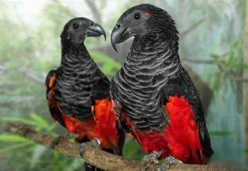 吸血鬼鹦鹉外貌慑人黑红配色被称作德古拉